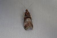 Acrobasis advenella