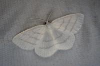 Cabera pusaria