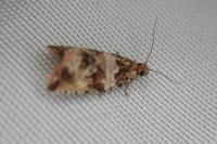 Celypha cespitana