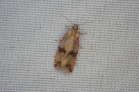 Celypha striana