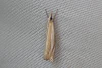 Crambus pascuella