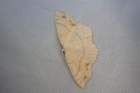 Cyclophora punctaria
