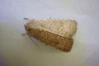 Hoplodrina