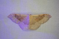 Idaea degeneraria