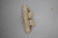 Idaea dimidiata