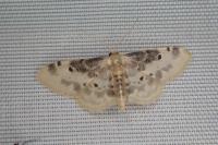 Idaea filicata