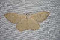 Idaea straminata