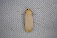 Katha depressa