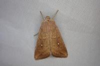 Mythimna albipuncta
