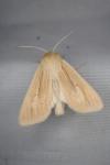Mythimna pallens