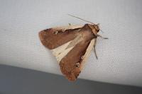 Ochropleura plecta
