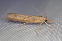 Pediasia contaminella