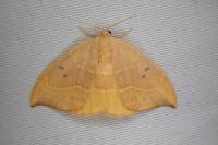 Watsonalla binaria