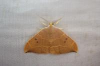 Watsonalla binaria