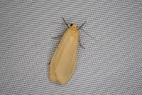 Wittia sororcula