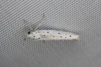 Yponomeuta