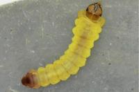 Tischeria ekebladella