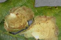 Tischeria ekebladella