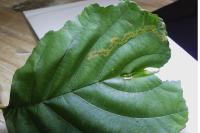 Stigmella