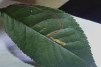 Lyonetia clerkella