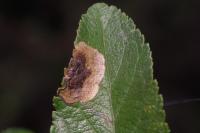 Stigmella plagicolella