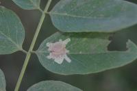 Parectopa robiniella