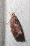 Eudemis profundana
