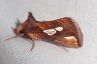 Plusia festucae
