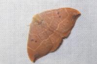 Watsonalla binaria