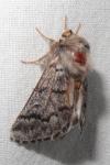 Thaumetopoea pityocampa
