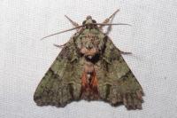 Polyphaenis sericata