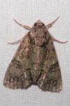 Polyphaenis sericata