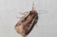 Ochropleura plecta