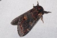 Notodonta dromedarius