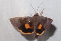 Noctua janthina