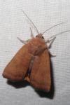 Noctua interjecta