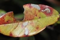 Bucculatrix frangutella