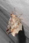 Macaria alternata