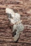 Idaea rusticata