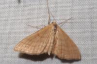 Idaea ochrata