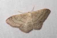 Idaea aversata