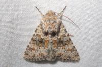 Hecatera dysodea