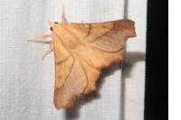 Ennomos fuscantaria