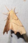 Ennomos erosaria