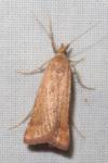 Synaphe punctalis