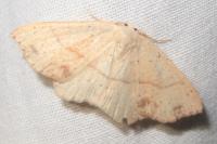 Cyclophora punctaria