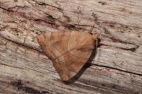 Cosmia trapezina