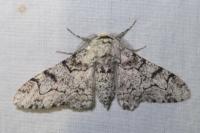 Biston betularia