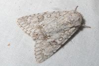 Acronicta aceris