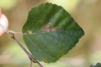 Coleophora milvipennis